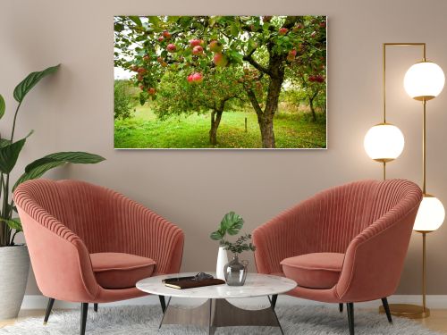 Apple trees with red apples