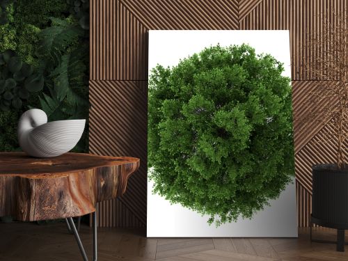 Top view of small-leaved lime tree isolated on white background