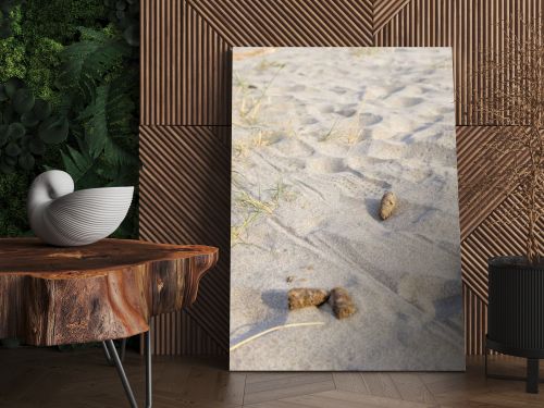 Detail of dog waste on a public beach in a coastal area