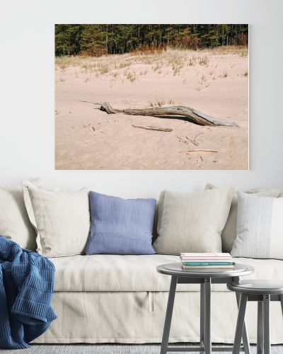 Weathered driftwood rests on soft sand dunes with sparse grass and a pine forest backdrop. A clean, natural coastal scene ideal for themes of resilience, sustainability, travel, and minimal outdoor aesthetics.
