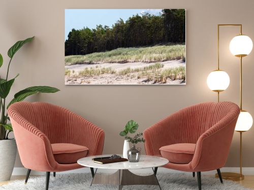 Coastal sand dunes covered with marram grass and pine forest under blue sky  natural seaside landscape photography
