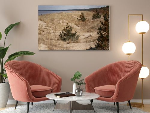 Seaside dunes with dry vegetation, sandy path and young pine growth along the coast, shoreline habitat, ecology and erosion concept