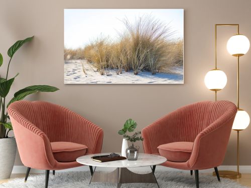 Marram grass, Ammophila Arenaria, on sand dunes. Ammophila Arenaria is a species of grass in the family Poaceae, known as European marram grass and European beachgrass. High quality photo