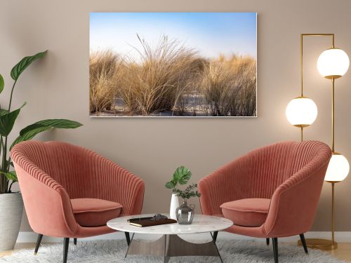 Marram grass, Ammophila Arenaria, on sand dunes. Ammophila Arenaria is a species of grass in the family Poaceae, known as European marram grass and European beachgrass. High quality photo