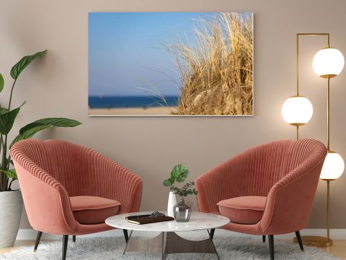 Marram grass, Ammophila Arenaria, on sand dunes. Ammophila Arenaria is a species of grass in the family Poaceae, known as European marram grass and European beachgrass. High quality photo