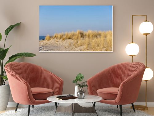 Marram grass, Ammophila Arenaria, on sand dunes. Ammophila Arenaria is a species of grass in the family Poaceae, known as European marram grass and European beachgrass. High quality photo