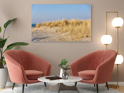 Marram grass, Ammophila Arenaria, on sand dunes. Ammophila Arenaria is a species of grass in the family Poaceae, known as European marram grass and European beachgrass. High quality photo