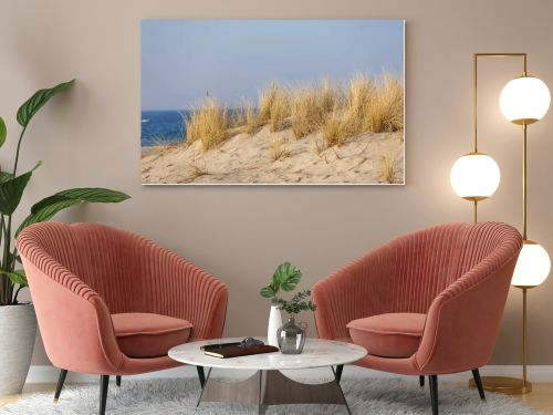 Marram grass, Ammophila Arenaria, on sand dunes. Ammophila Arenaria is a species of grass in the family Poaceae, known as European marram grass and European beachgrass. High quality photo