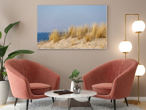 Marram grass, Ammophila Arenaria, on sand dunes. Ammophila Arenaria is a species of grass in the family Poaceae, known as European marram grass and European beachgrass. High quality photo