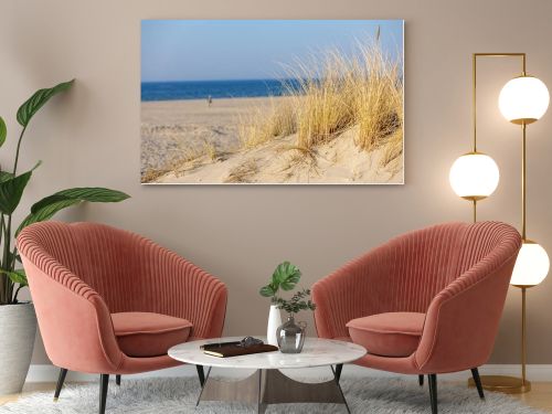 Marram grass, Ammophila Arenaria, on sand dunes. Ammophila Arenaria is a species of grass in the family Poaceae, known as European marram grass and European beachgrass. High quality photo