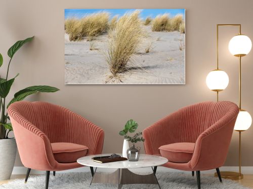 Marram grass, Ammophila Arenaria, on sand dunes. Ammophila Arenaria is a species of grass in the family Poaceae, known as European marram grass and European beachgrass. High quality photo