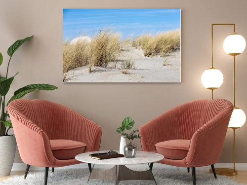Marram grass, Ammophila Arenaria, on sand dunes. Ammophila Arenaria is a species of grass in the family Poaceae, known as European marram grass and European beachgrass. High quality photo