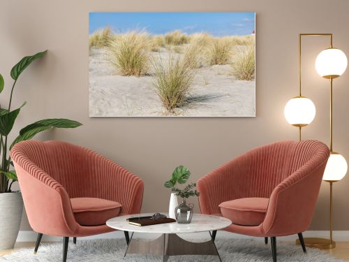 Marram grass, Ammophila Arenaria, on sand dunes. Ammophila Arenaria is a species of grass in the family Poaceae, known as European marram grass and European beachgrass. High quality photo