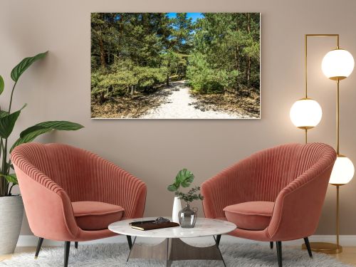 Entrance to the beach sea through pine forest in the summer, landscape