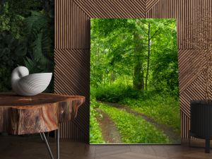 Path in Bialowieza Forest in Poland