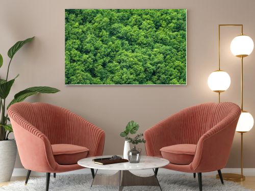 Green trees forest background, view from above