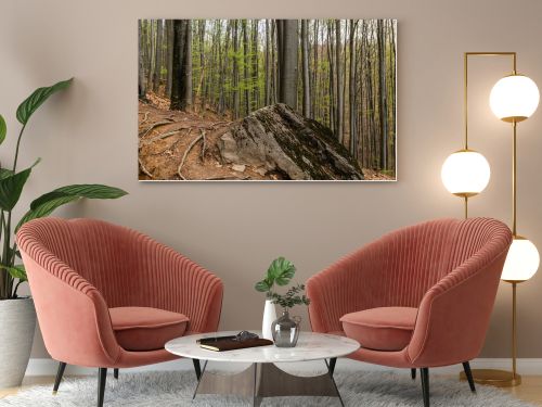 Large stone and wooden roots on ground in mountain forest 