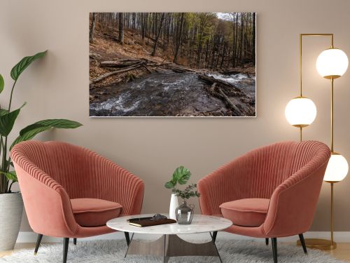 Mountain creek near trees in forest 