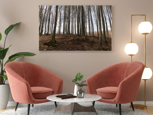 Trees on hill with sky at background in mountain forest 