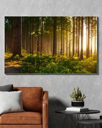 Silent Forest in spring