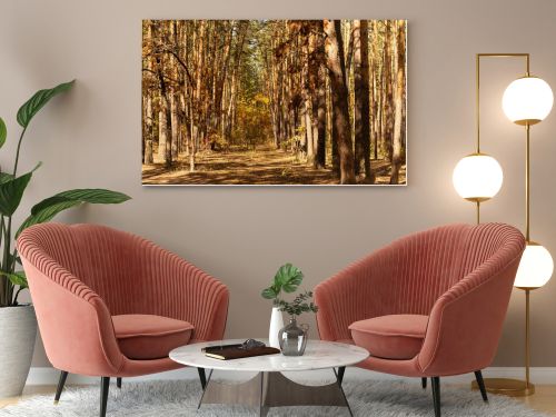 scenic autumnal forest with tree trunks and path in sunlight
