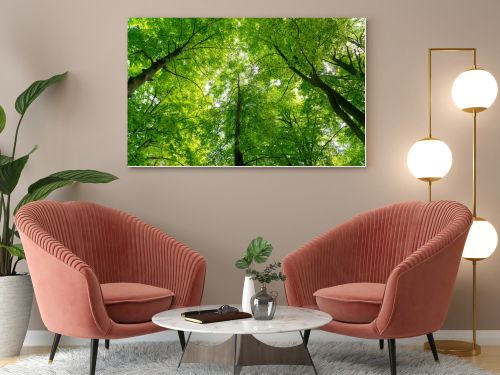 Natural Forest of Beech 