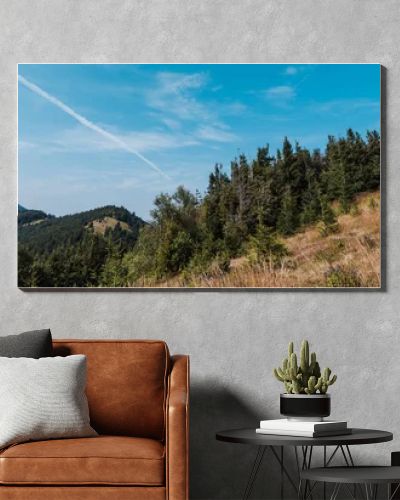 panoramic shot of evergreen pines near golden field against sky 