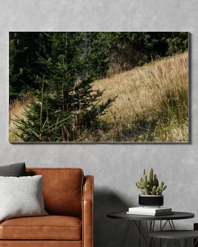 panoramic shot of evergreen pines near golden barley field 