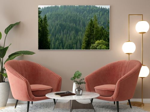 Smereka pine in the Carpathian mountains. Green forest nature. Trees