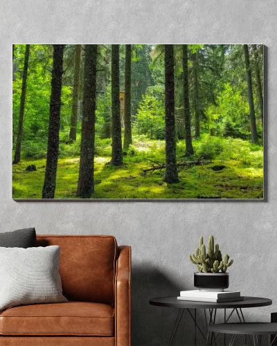Pine with green moss and sunbeam on the forest floor. Black forest, Schwarzwald.