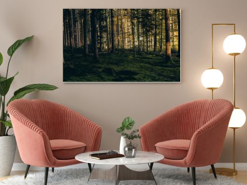 Forest background. Dark forrest nature view,Magic green mossy sunny forest with conifer trees. . High quality photo