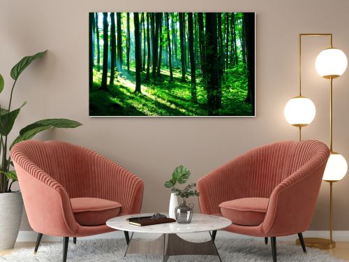 Sunshine in the green forest