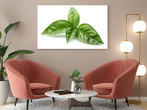 Basil leaves