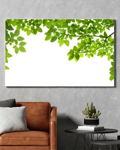 panoramic Green leaves on white background