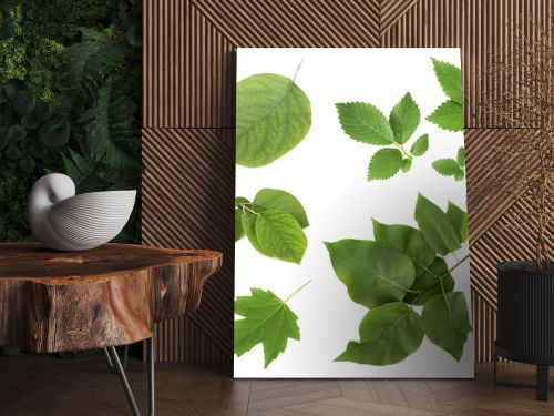 Green leaves on white