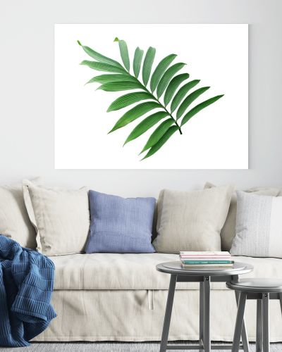 green leaf of palm tree isolated on white background