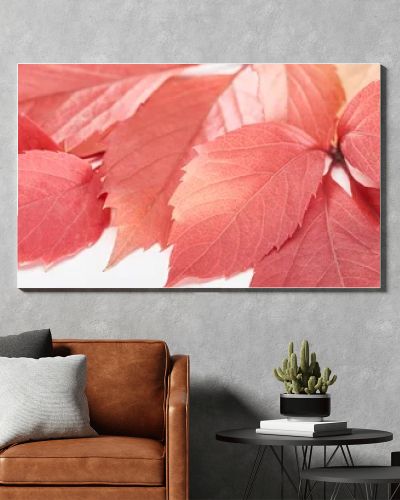 close up view of colorful autumn leaves of wild grapes on white background, panoramic shot