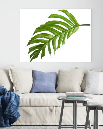 Monstera deliciosa leaf or Swiss cheese plant, Tropical foliage isolated on white background, with clipping path