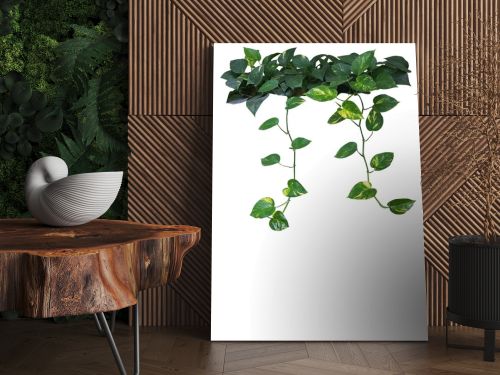 Heart shaped green yellow leaves of devil's ivy or golden pothos with hanging branches isolated on white background, clipping path included.