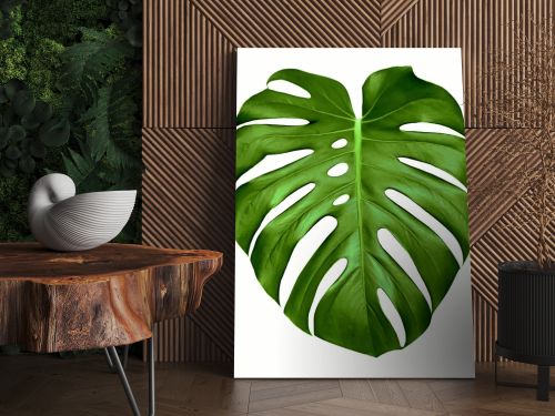 Monstera leaf.