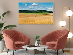 big panoramic view of landscape of wheat field, ears and yellow and green hills