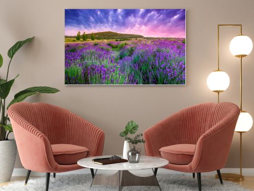 Sunset over a summer lavender field in Tihany, Hungary