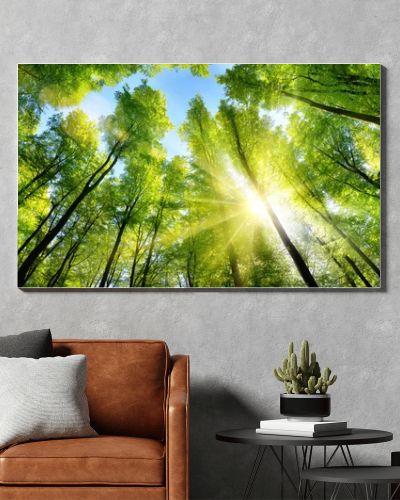 Enchanting sunshine on green treetops