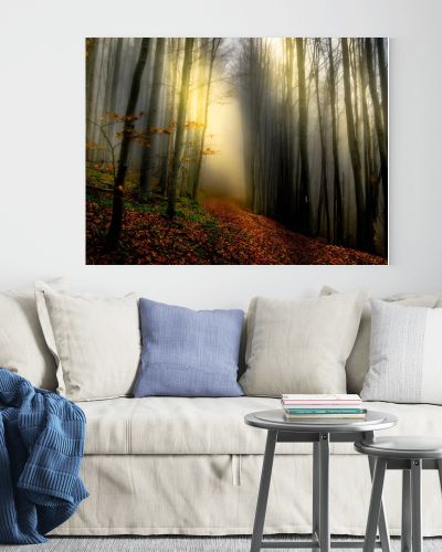 Mystical lights in the forest