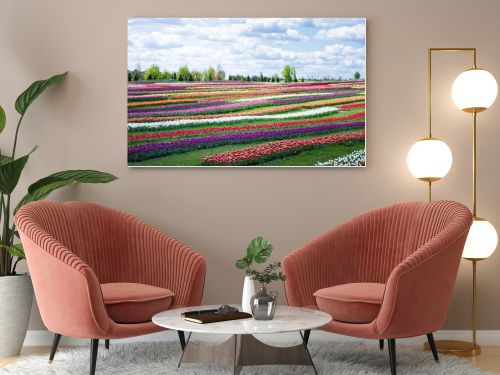 colorful tulips field with blue sky and clouds