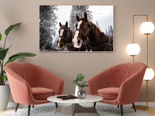 horses with horse harness in snowy mountains with pine trees