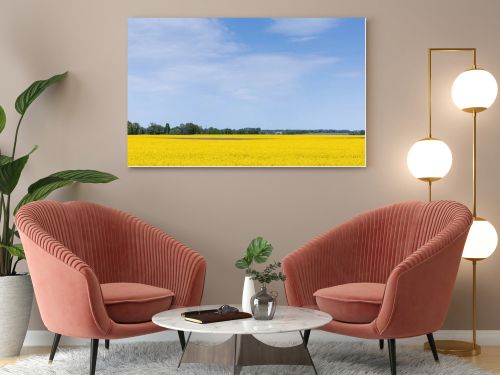 yellow wildflowers on field against blue sky 