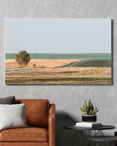 horizontal image of green tree in field against sky with clouds