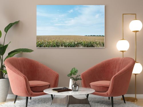 autumnal field with corn and blue cloudy sky