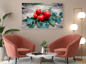 pomidor Solanum lycopersicum hodowla rolnictwo kuchnia